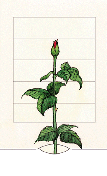 Ζωντανή κάρτα "Tριαντάφυλλο"